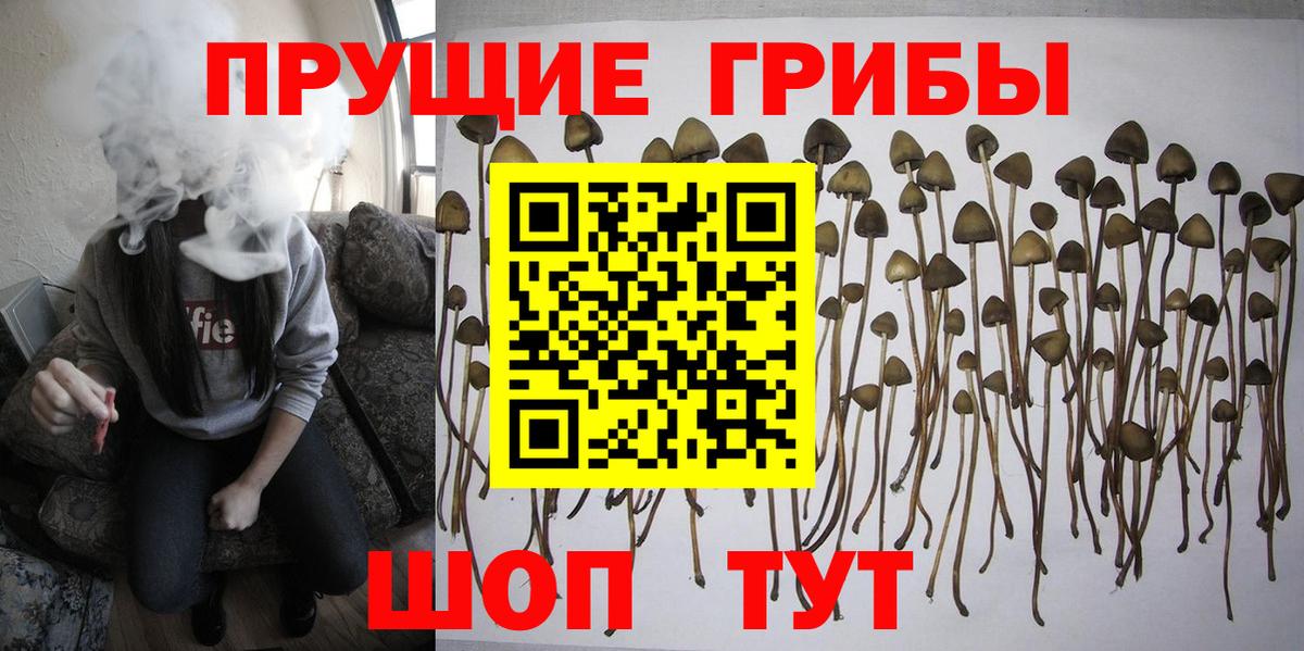 Псилоцибиновые грибы Cubensis  Вход с VPN  Новоалтайск  Псилоцибиновые грибы Magic Shrooms 